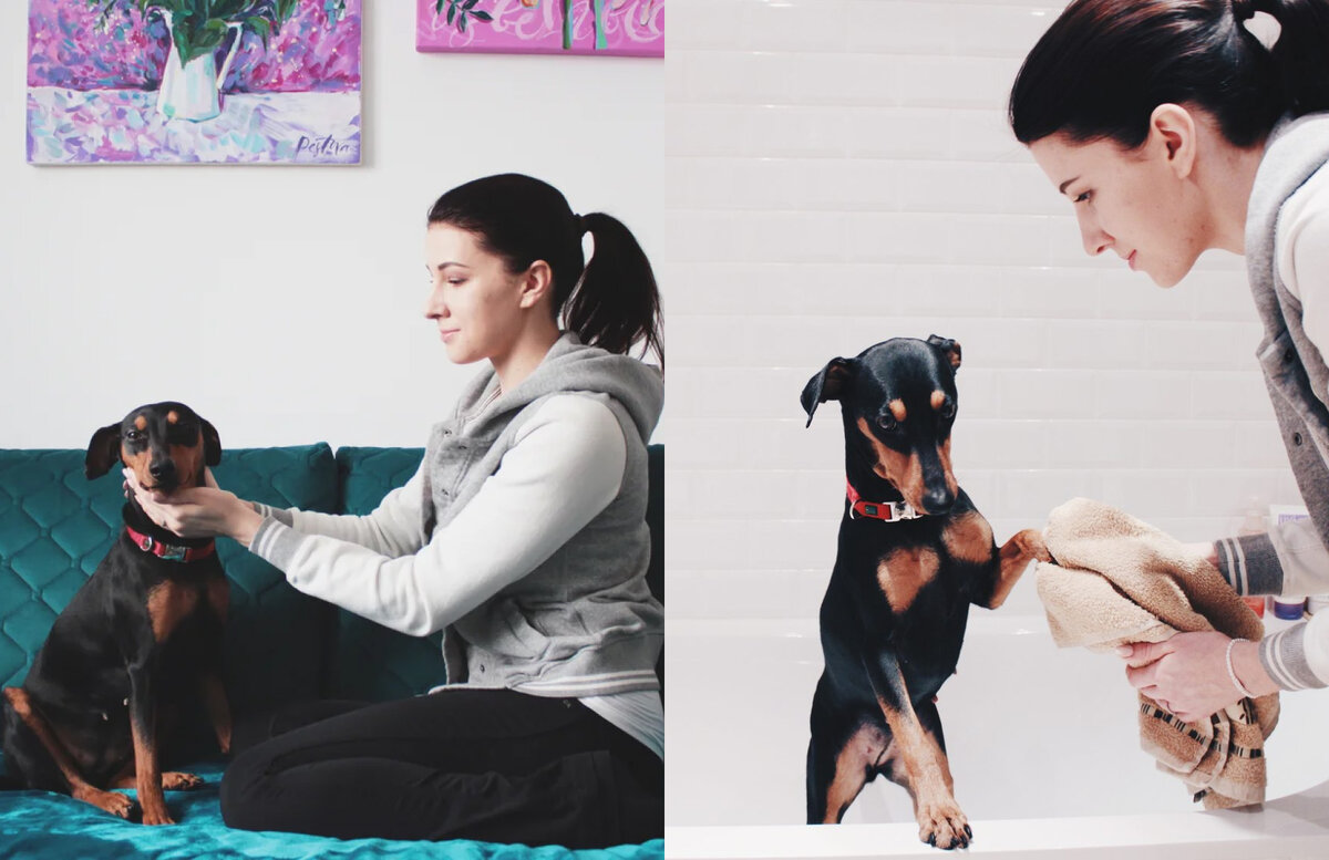 Уход за собакой