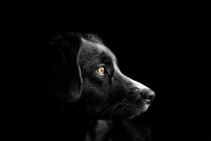    pixabay.com Ирина Кипшидзе