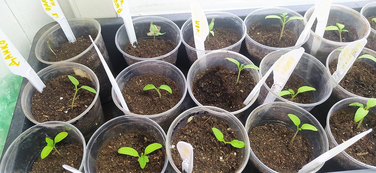 что такое пикировка рассады помидоров. во что пикировать рассаду томатов. когда пикировать помидоры после всходов. помидоры пикировка в марте 2021. когда пикировать помидоры после всходов.