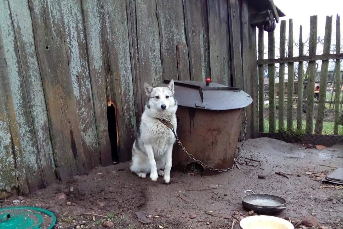 Условия Лизы сразу после того, как её оставил хозяин.