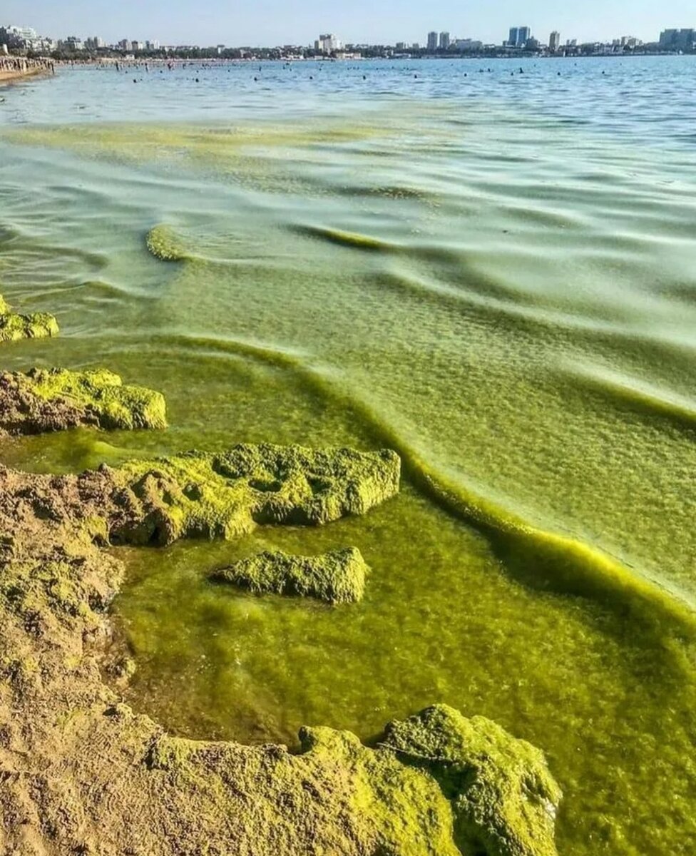 море зеленого цвета