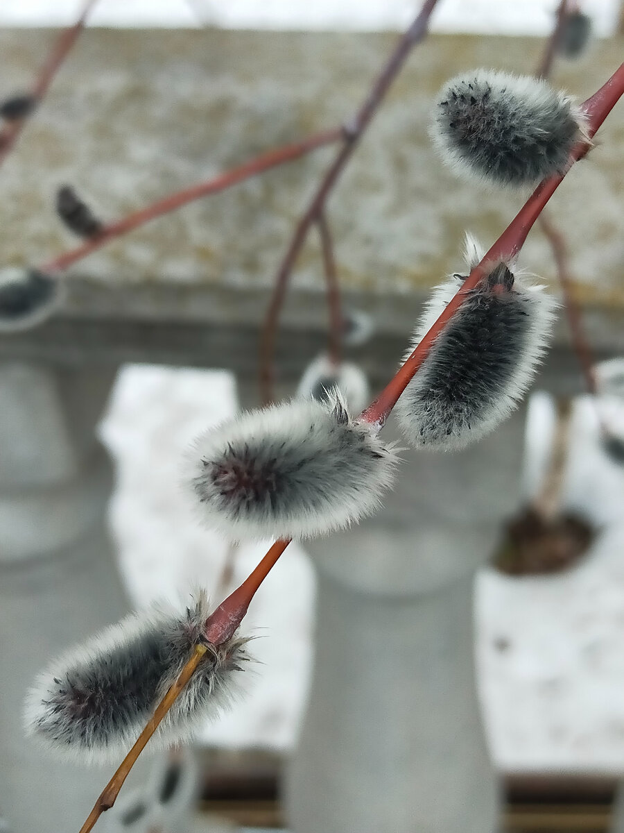 Фото автора.