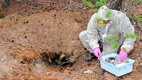    Ветслужба Югры планирует привить от бешенства 300 тысяч диких животных в округе