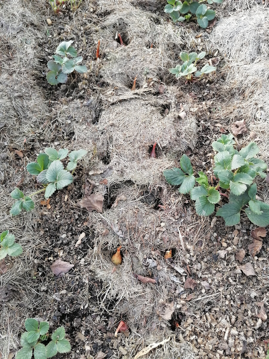 Лук в совмещённых посадка с клубникой