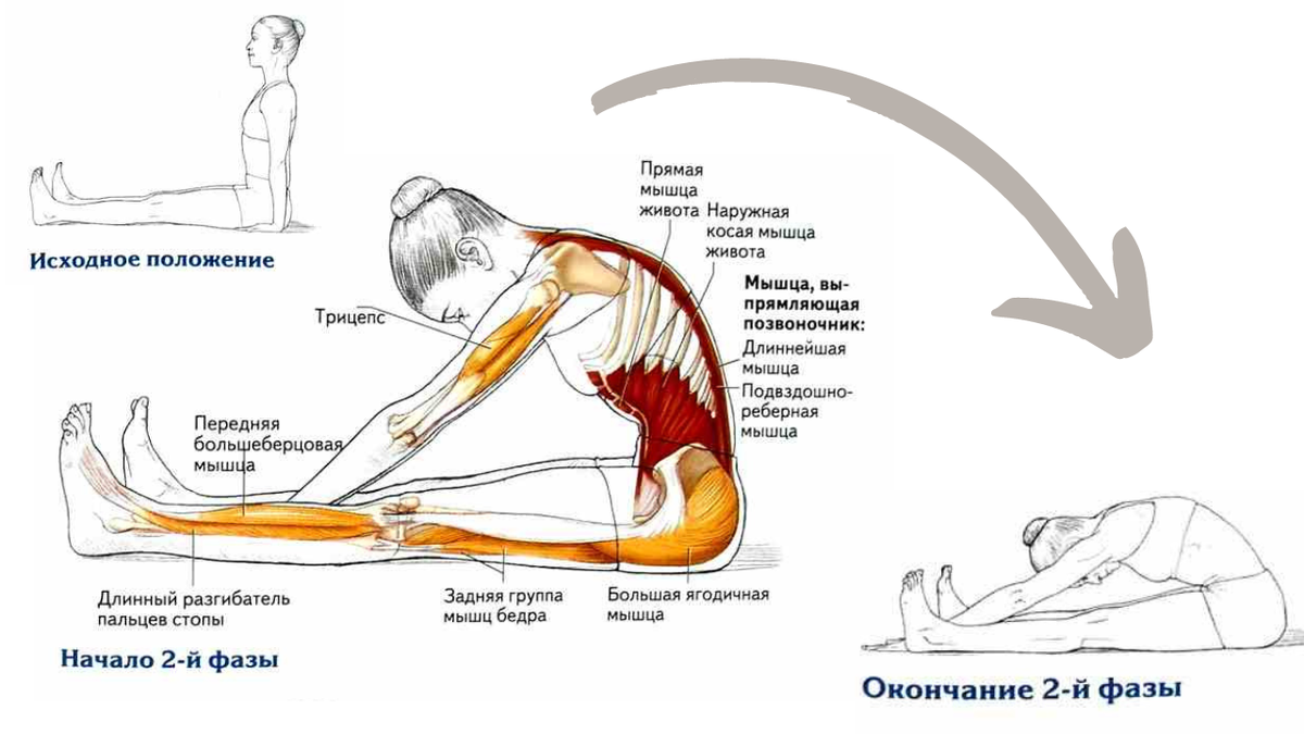 Растяжка мышц спины, основные упражнения и способы применения | FIT FOR FUN  | Дзен