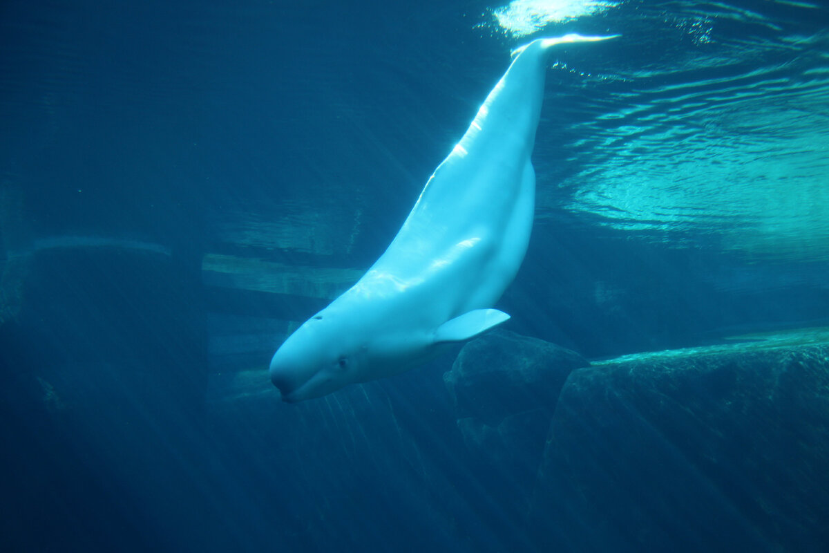 фотография взята из открытого доступа сети интернет / Фото RichmondPest ( Flickr.com)