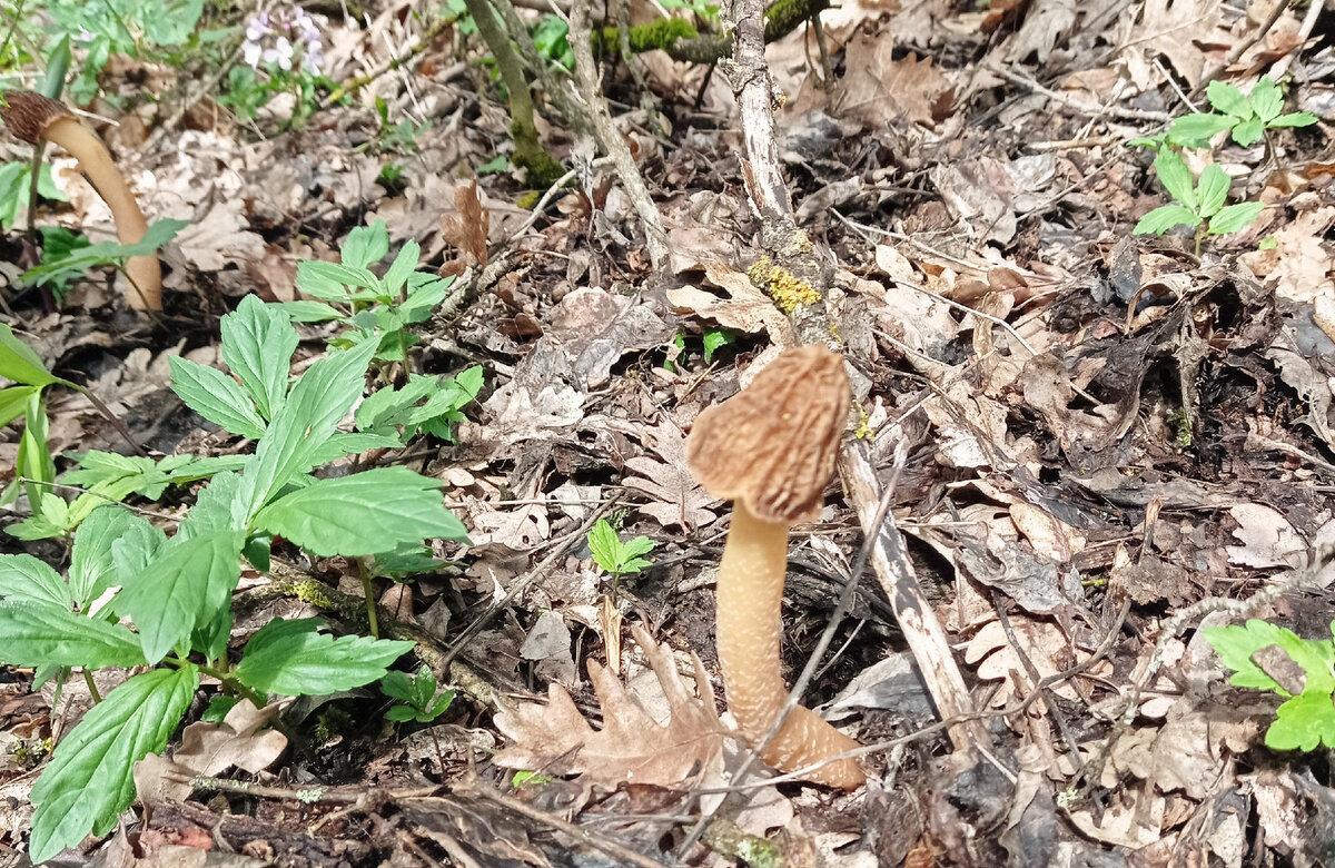 Сморчковая шляпка. Время и место сбора: Северный Кавказ 9 апреля 2023 года