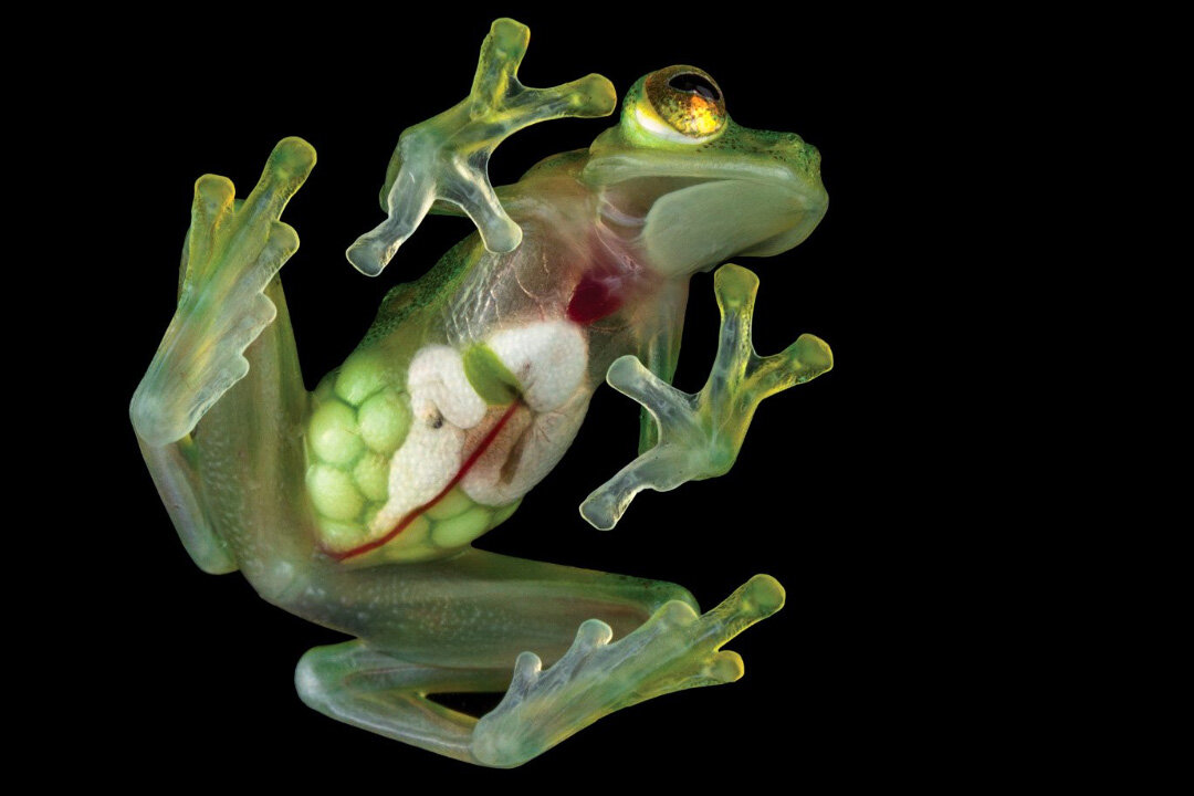 Стеклянная лягушка (Glass Frog). Стеклянная лягушка Флайшмана. Стеклянная лягушка Южной Америки. Стеклянные лягушки семейства земноводных.