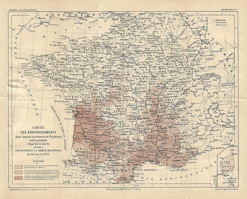 Карта заражения Франции филлоксерой образца 1882. По иронии больше всего пострадали самые знаменитые виноделием регионы, долины Гароны (на западе) и Роны (на востоке). 