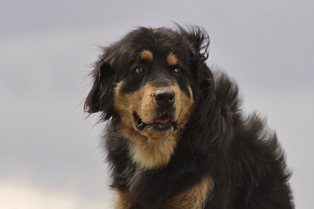 Хотошо — шееголовый крепыш. Возникает ощущение, что этот пёс стал накопителем мудрости веков, что в очередной раз доказывает почтенный возраст бурято-монгольского волкодава. Фотография: Аркадий Зарубин.