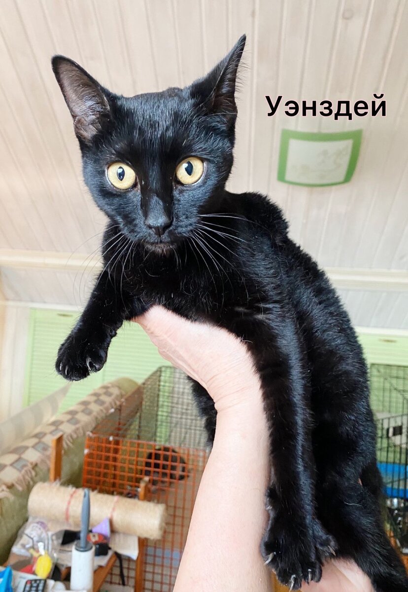 Она одна из 40 несчастных кошек