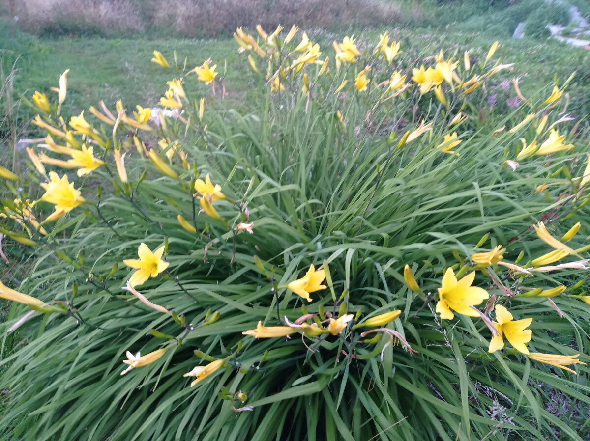 Мои красавцы лилейники - это единственный ароматный. Листайте галерею