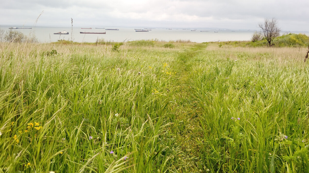 Разговор с маем вдоль тропинки на море | Домик у моря | Дзен