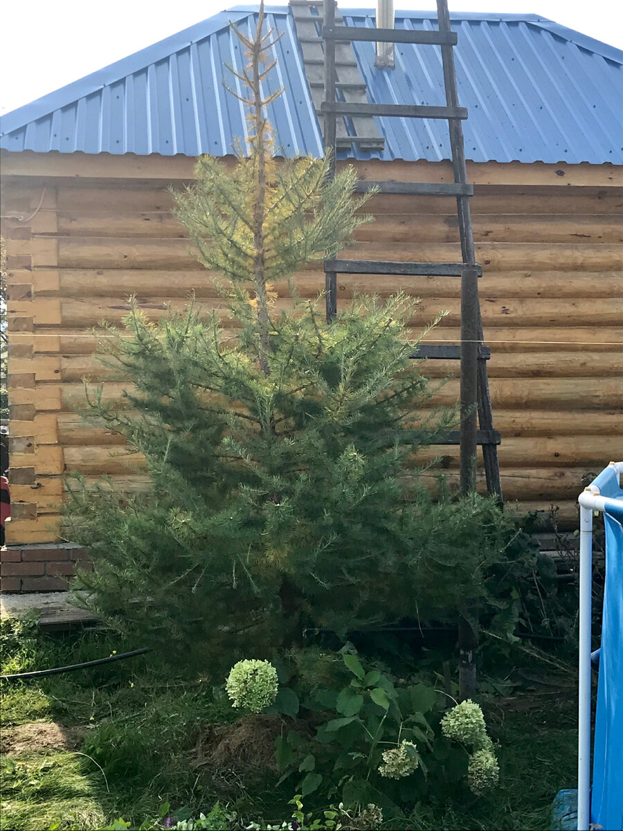 Фото сразу после стрижки.