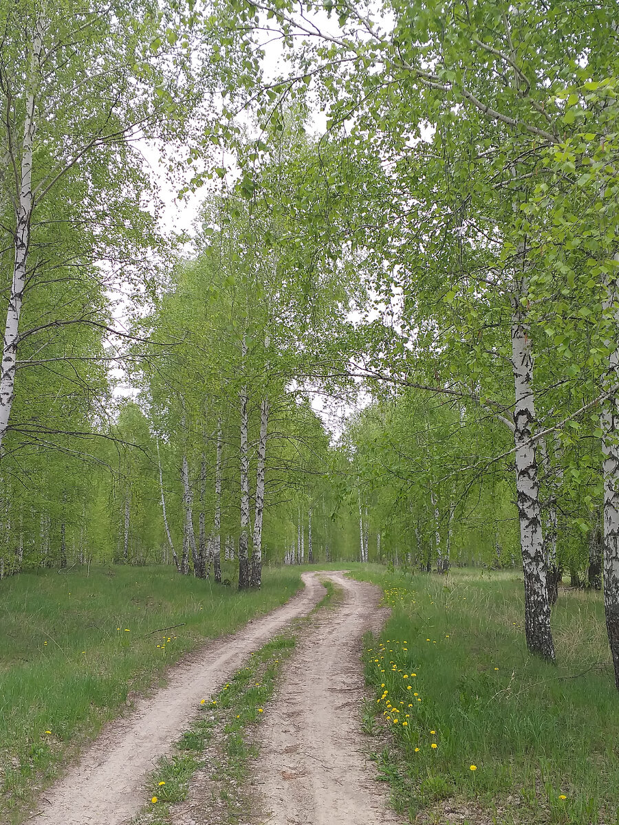 Одуванчики придают дорожке очарование