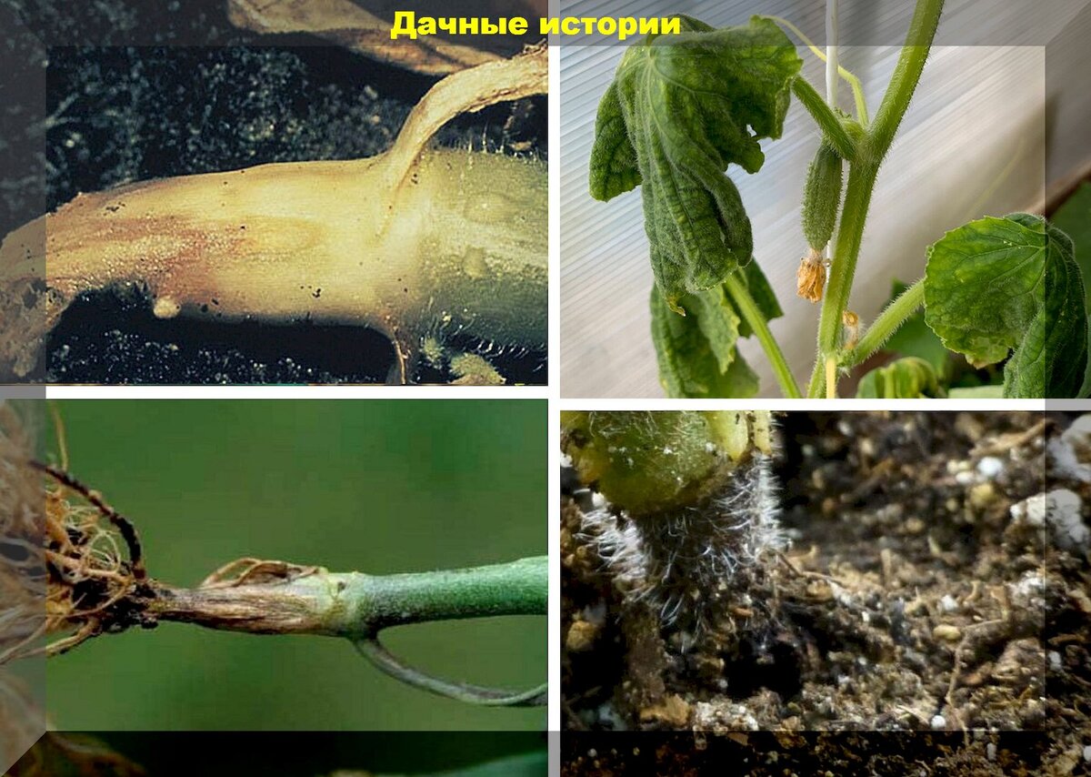 https://vk.com/photo-159774511_457260899. Корневые гнили огурца