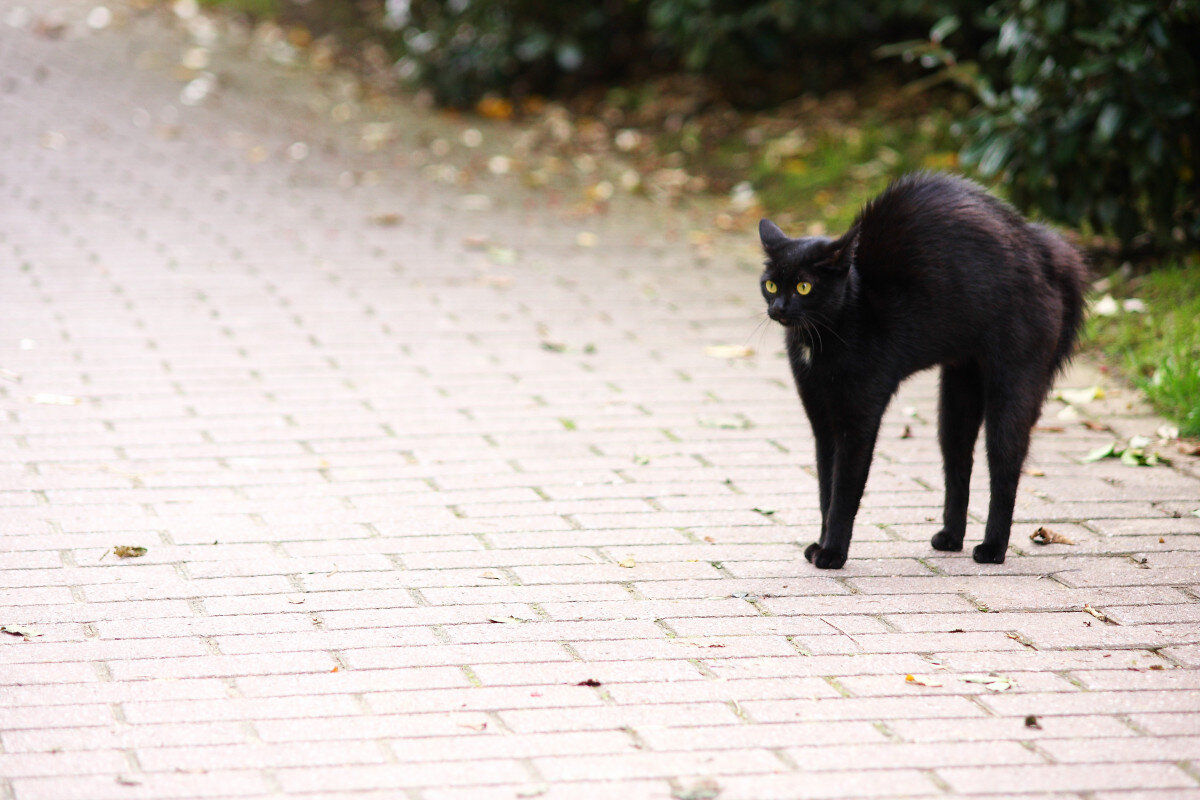 Черная кошка перебежала дорогу - жди беды? | Почемучка | Дзен