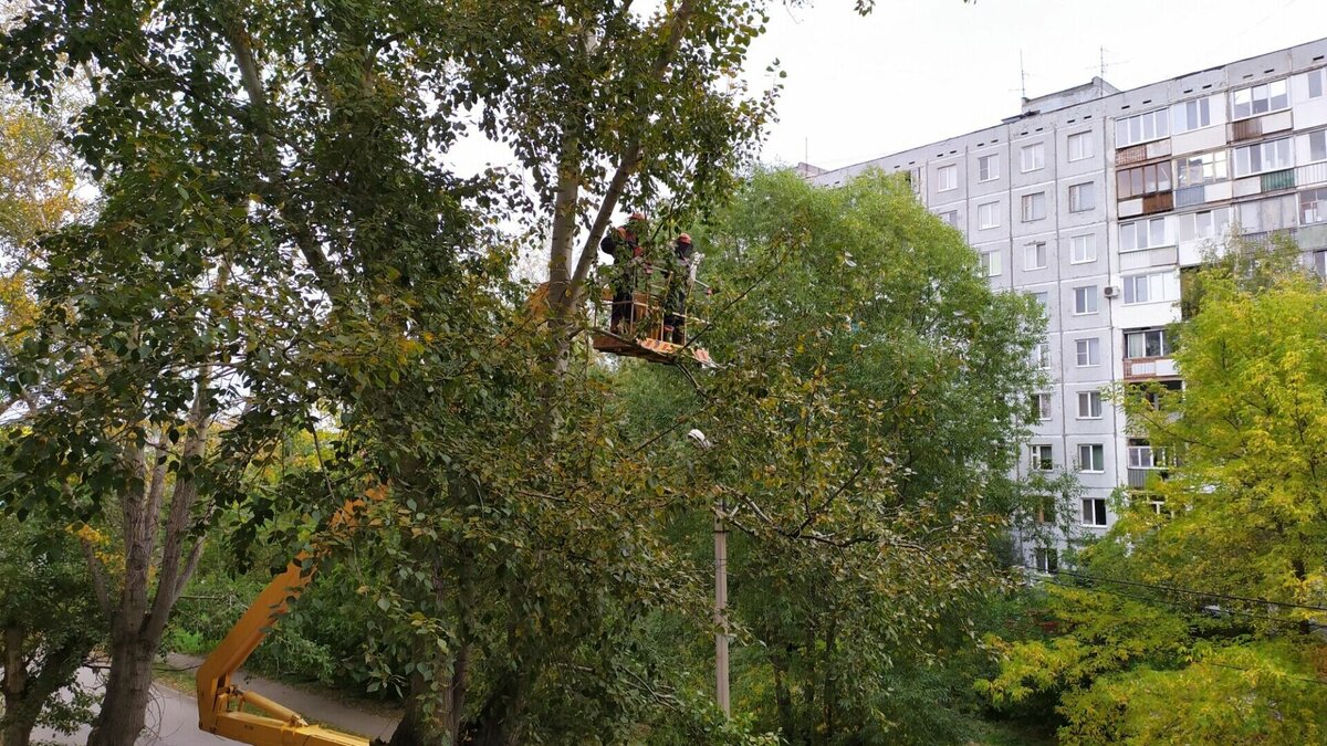     Причина — у деревьев начался активный период сокодвижения, роста и обновления кроны.