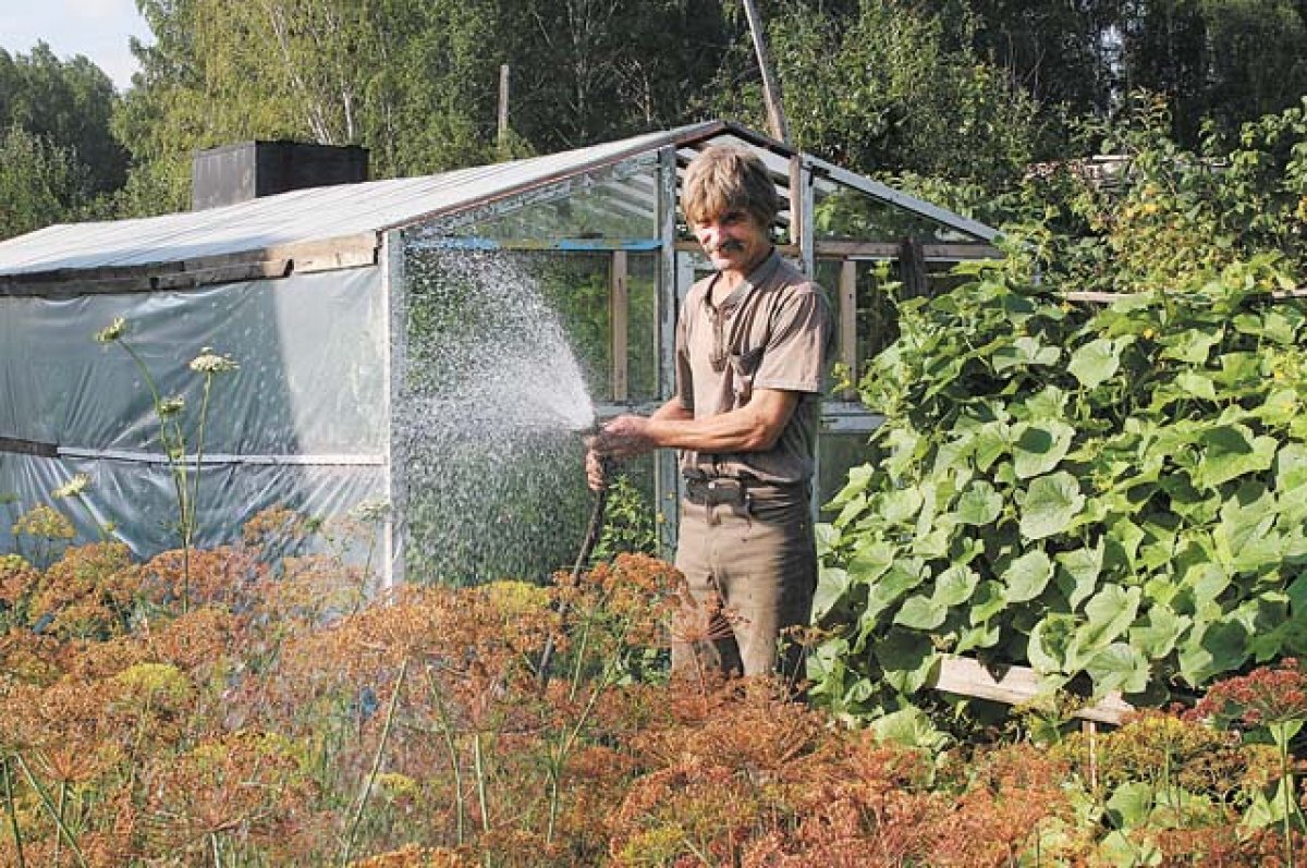    Курян попросили не поливать питьевой водой огороды