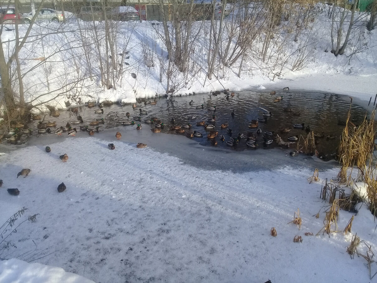 Одинцово утки