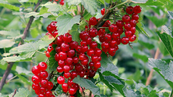    Названы способы обработки смородины от вредителей Анна Оленькова