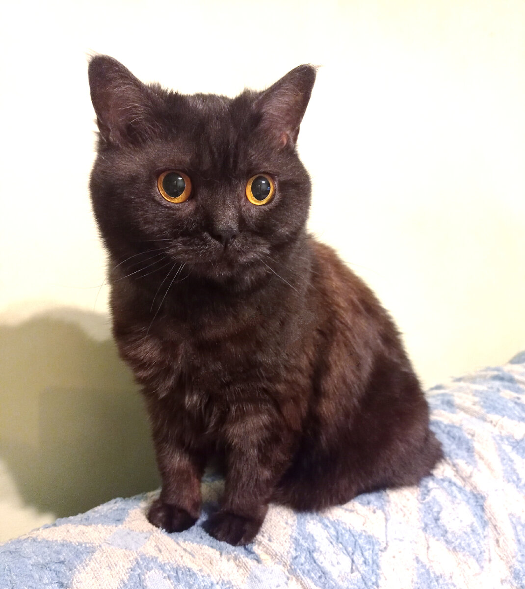 У Кошкиньи тоже свой взгляд на порядки, но ей можно