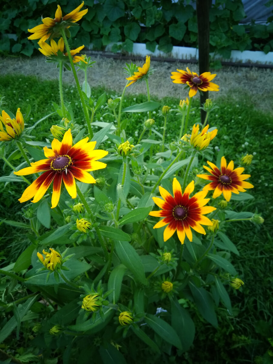 Рудбекия в этом году ещё не цветёт ,но два куста уже отдала.