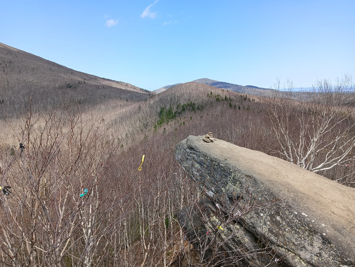 Лягушка. Май 2023 года