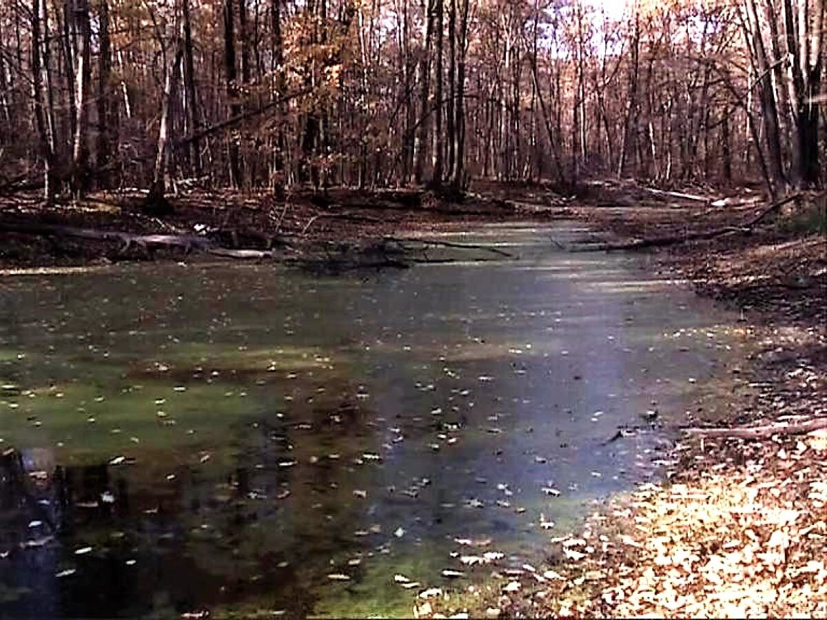 Болото. Скриншот с видео.