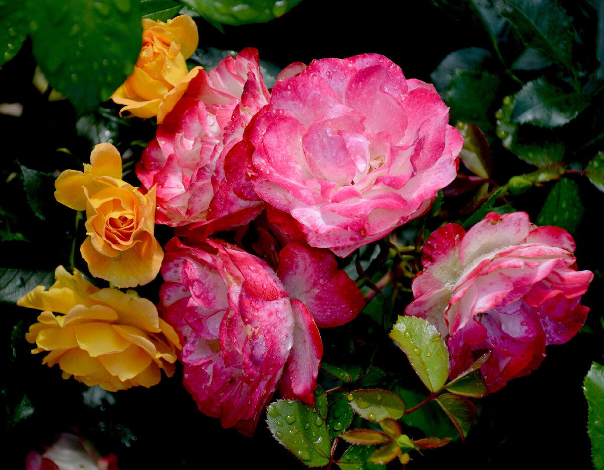 Прекрасный дуэт - Голдэльзе и Юбилей князя Монако