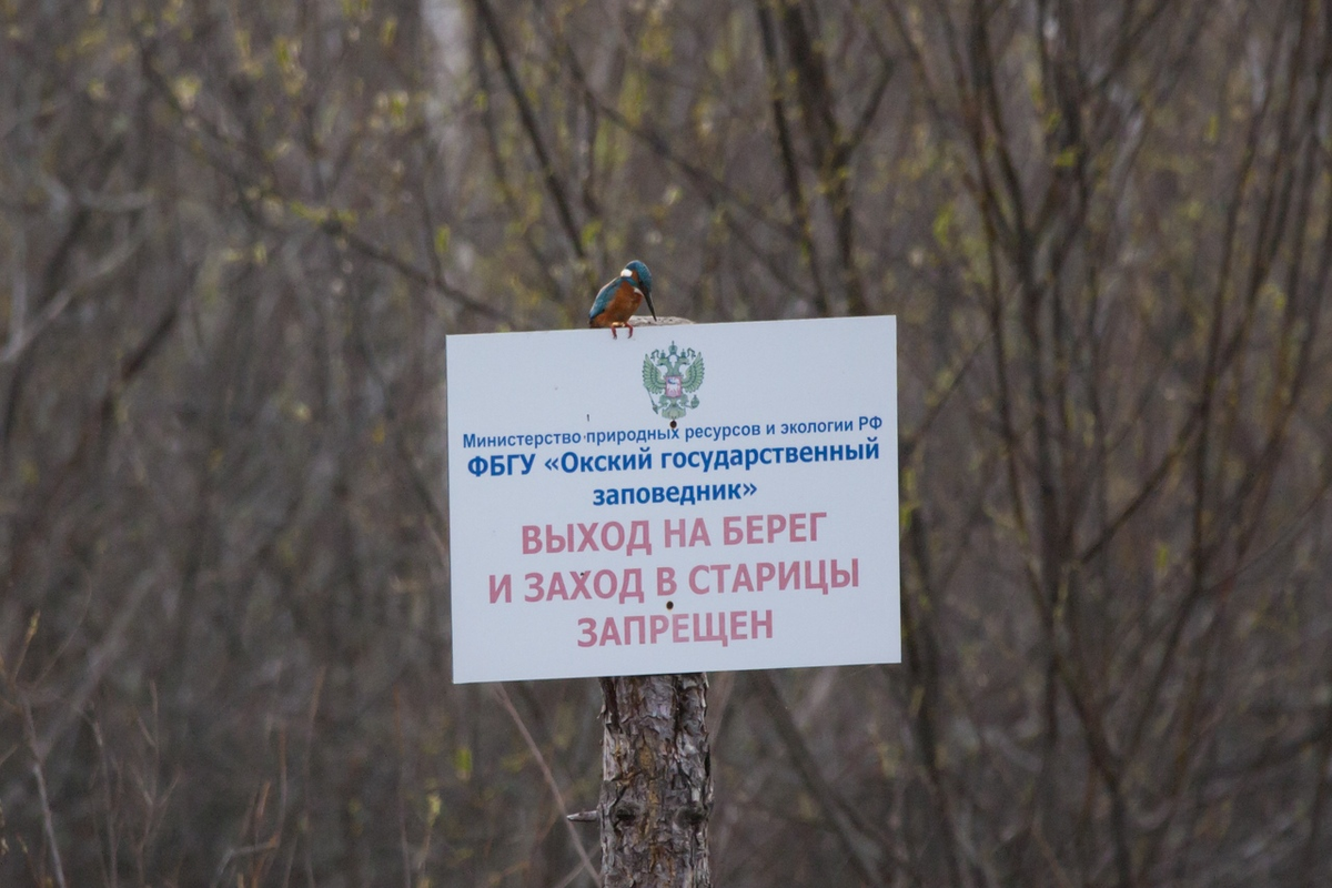 Есть отдельный жанр фотографий, где зимородки сидят на всевозможных запрещающих знаках: «рыбалка запрещена», «купание запрещено» и так далее — именно то, чем обычно занимаются эти птицы. Фото: Антон Мироненко-Маренков