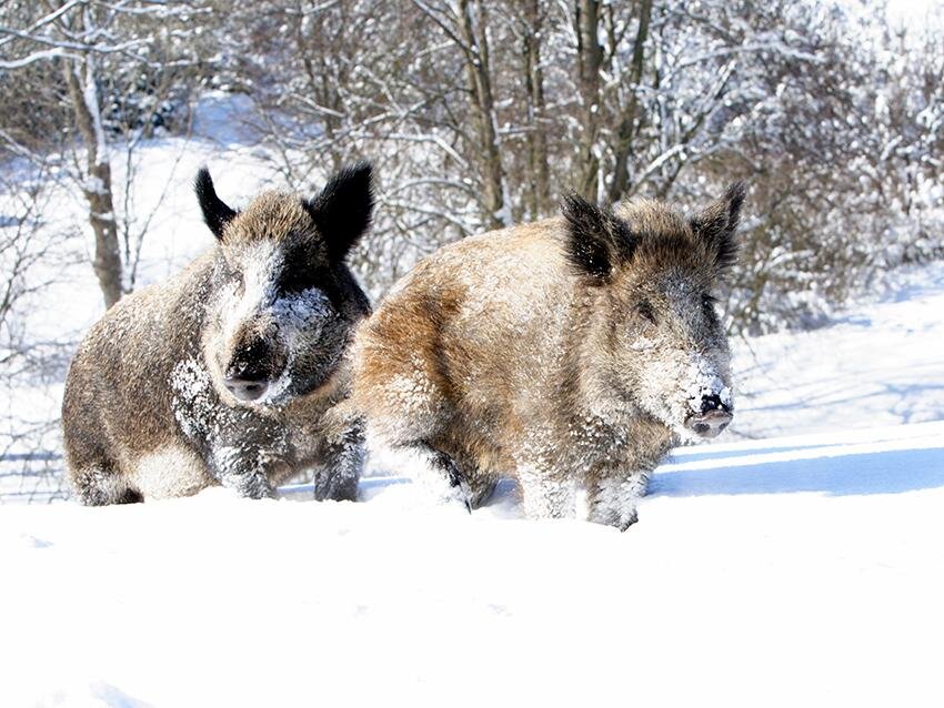 Вдвоем не страшно)