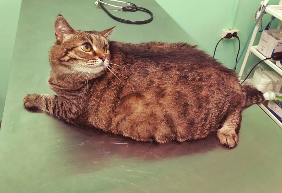 Мой пациент - котик с ожирением