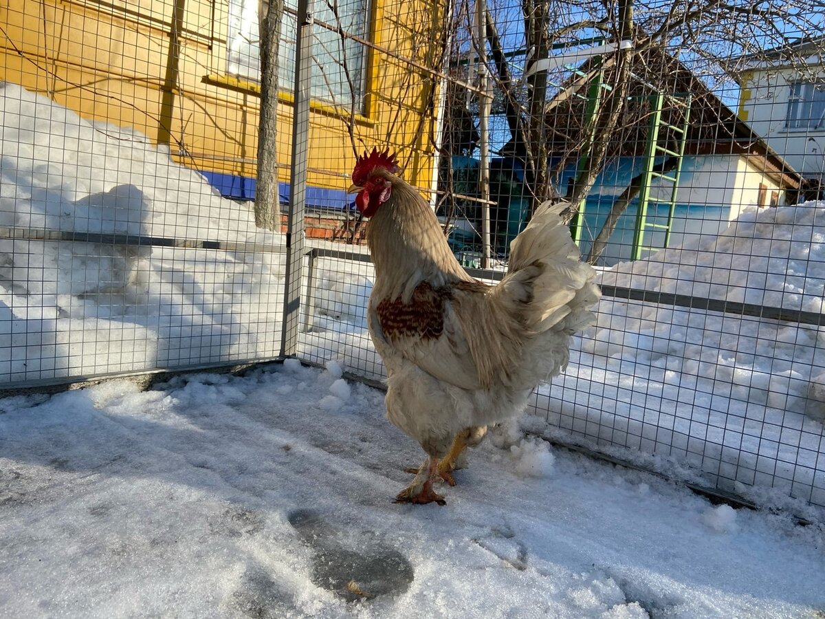 Это Гоша. Он самый крупный.