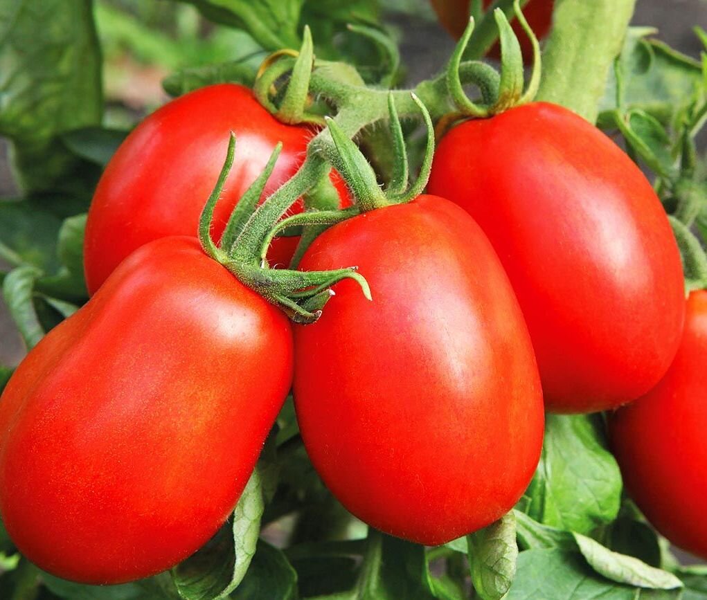 томат "Сливка красная№