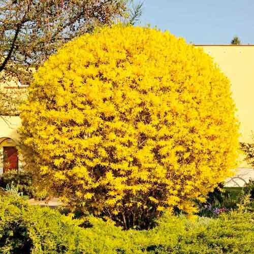 Фото из Интернета