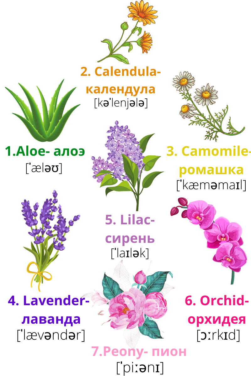 Цветы, растения и деревья на английском. Полезная лексика в наглядных  карточках🌷 | Английский с ILS School | Дзен