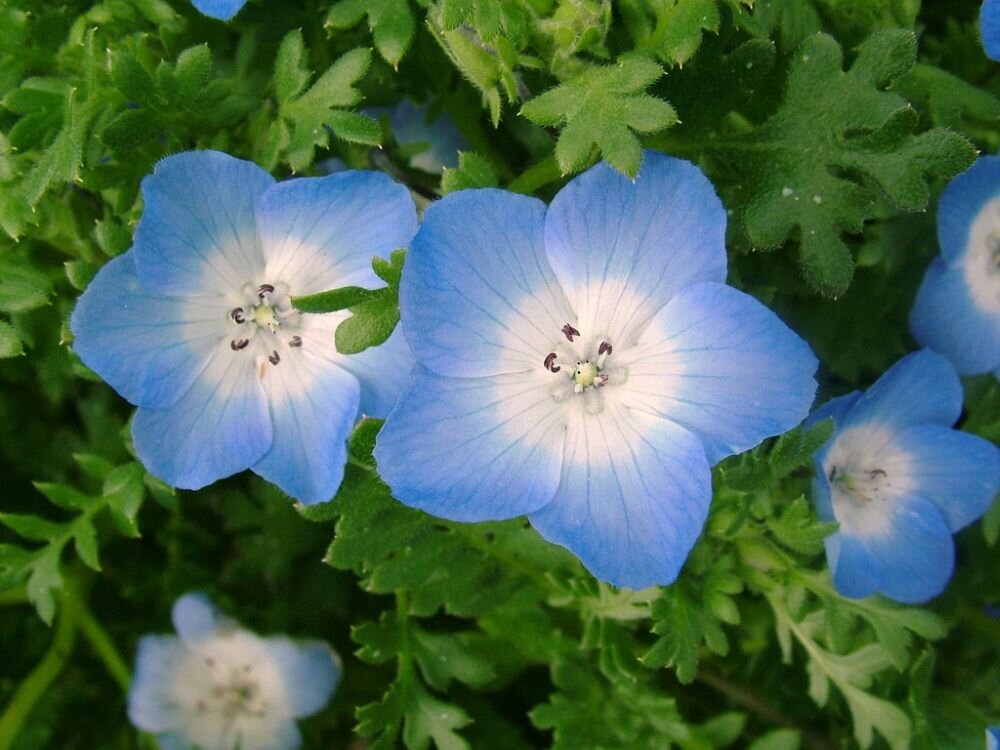 Синяя астра (Aster)