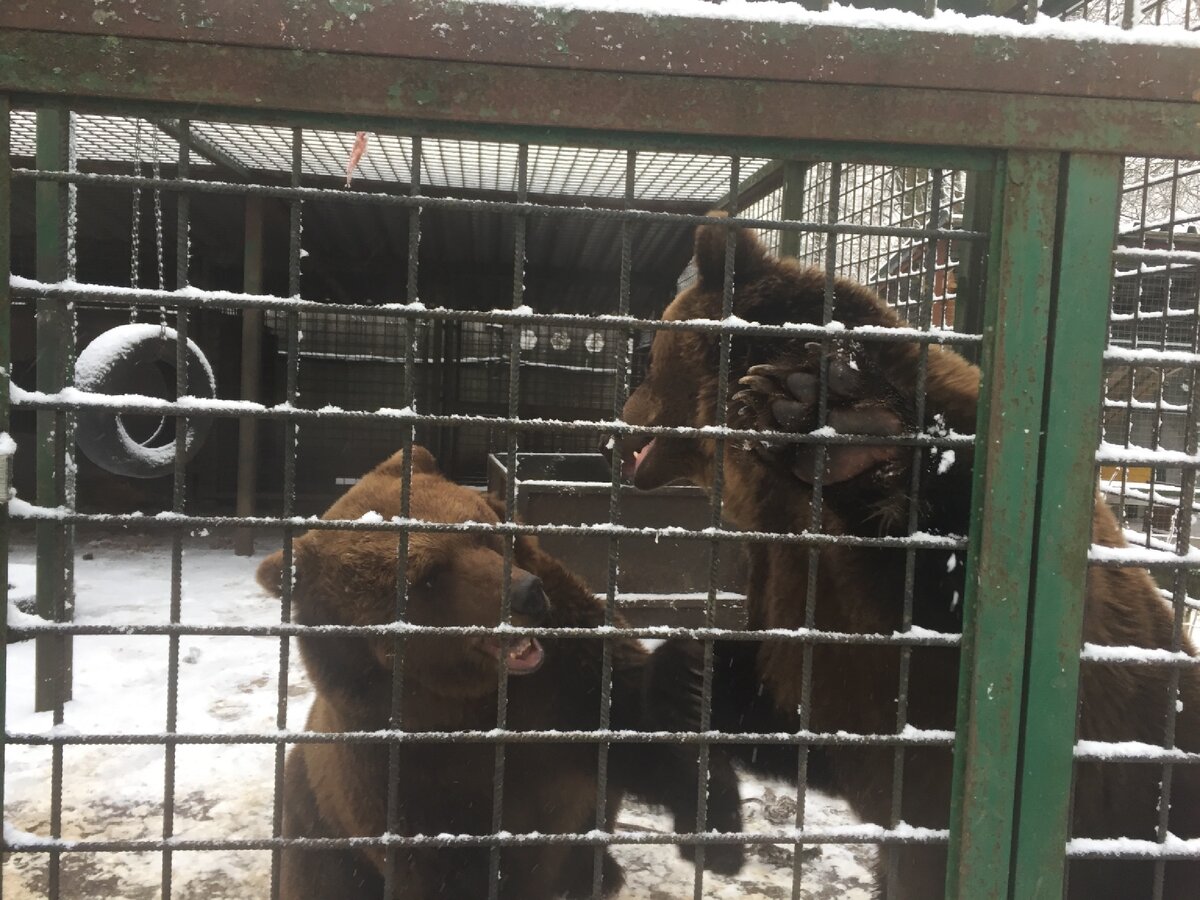 Медведи 🐻 играют 