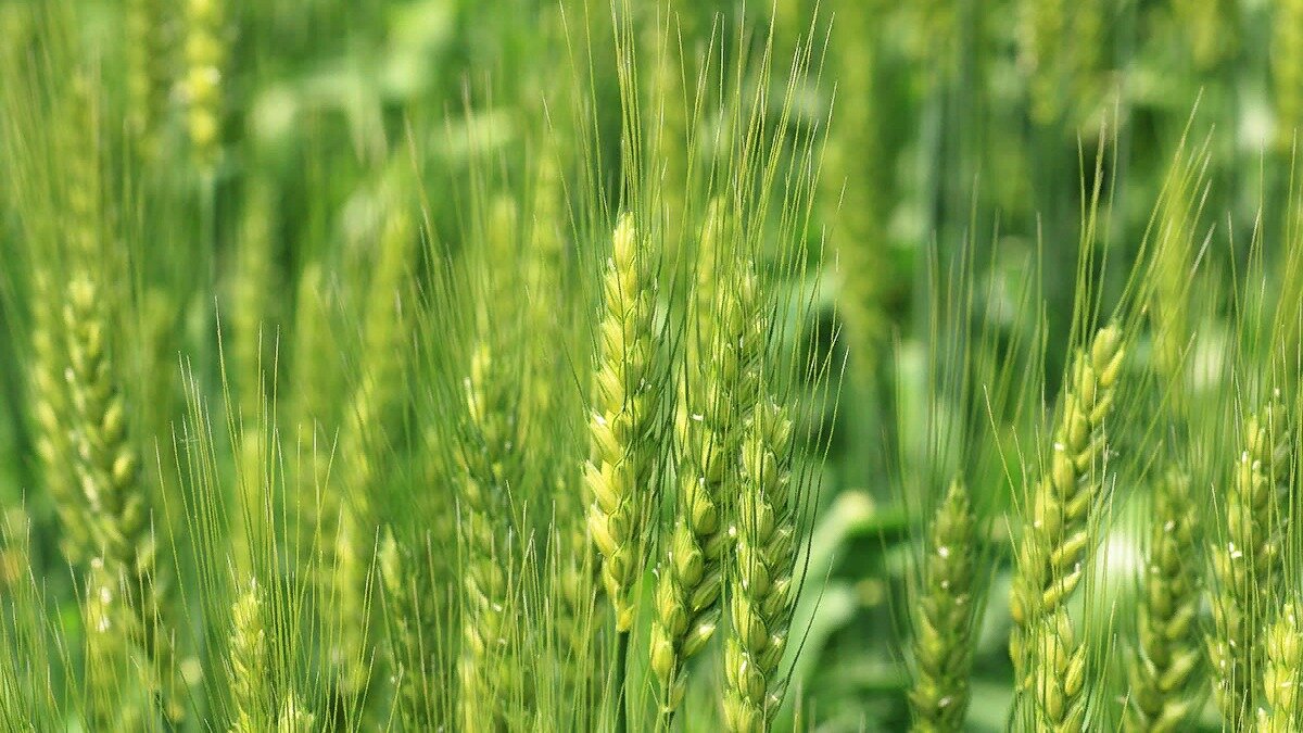 Фото:agroex.ru Озимые зерновые.