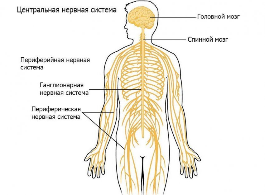 Периферическая нервная система рисунок