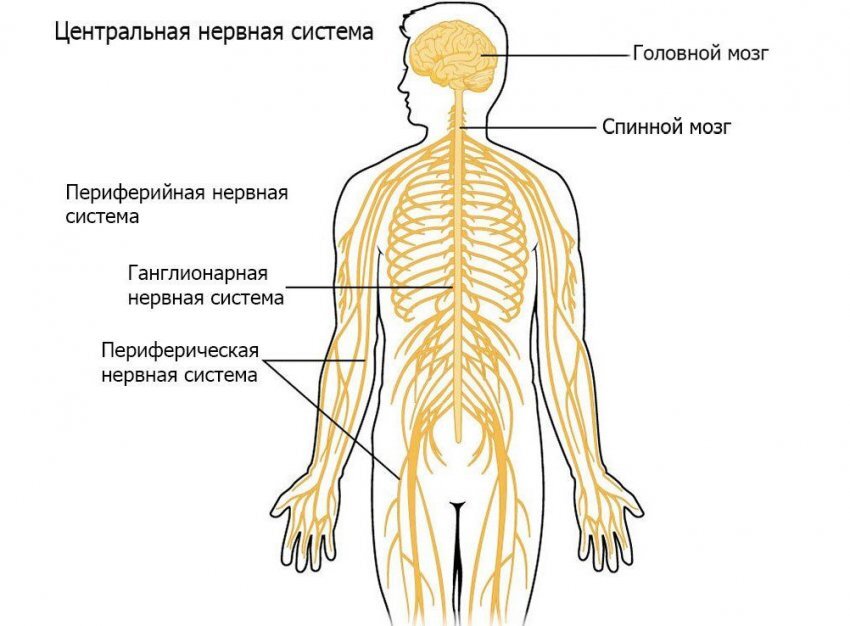 Нервная система рисунок