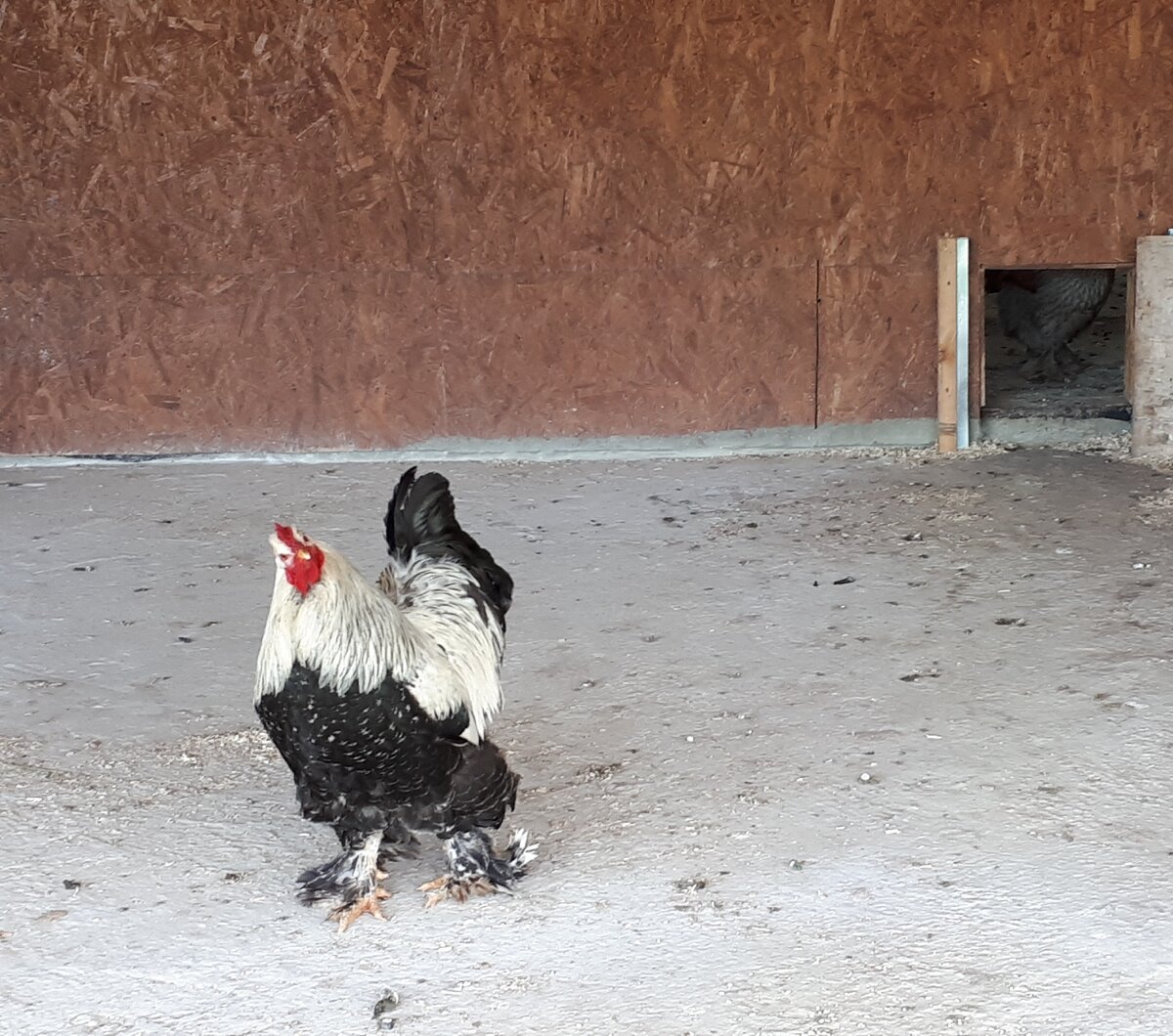 Этого петуха уже заинтересовал фотограф, возможно, скоро где-то появится злобный комментарий