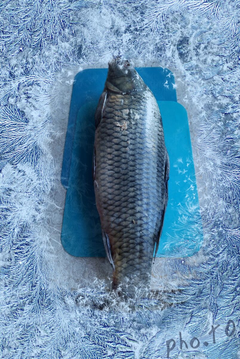 карп мороженый