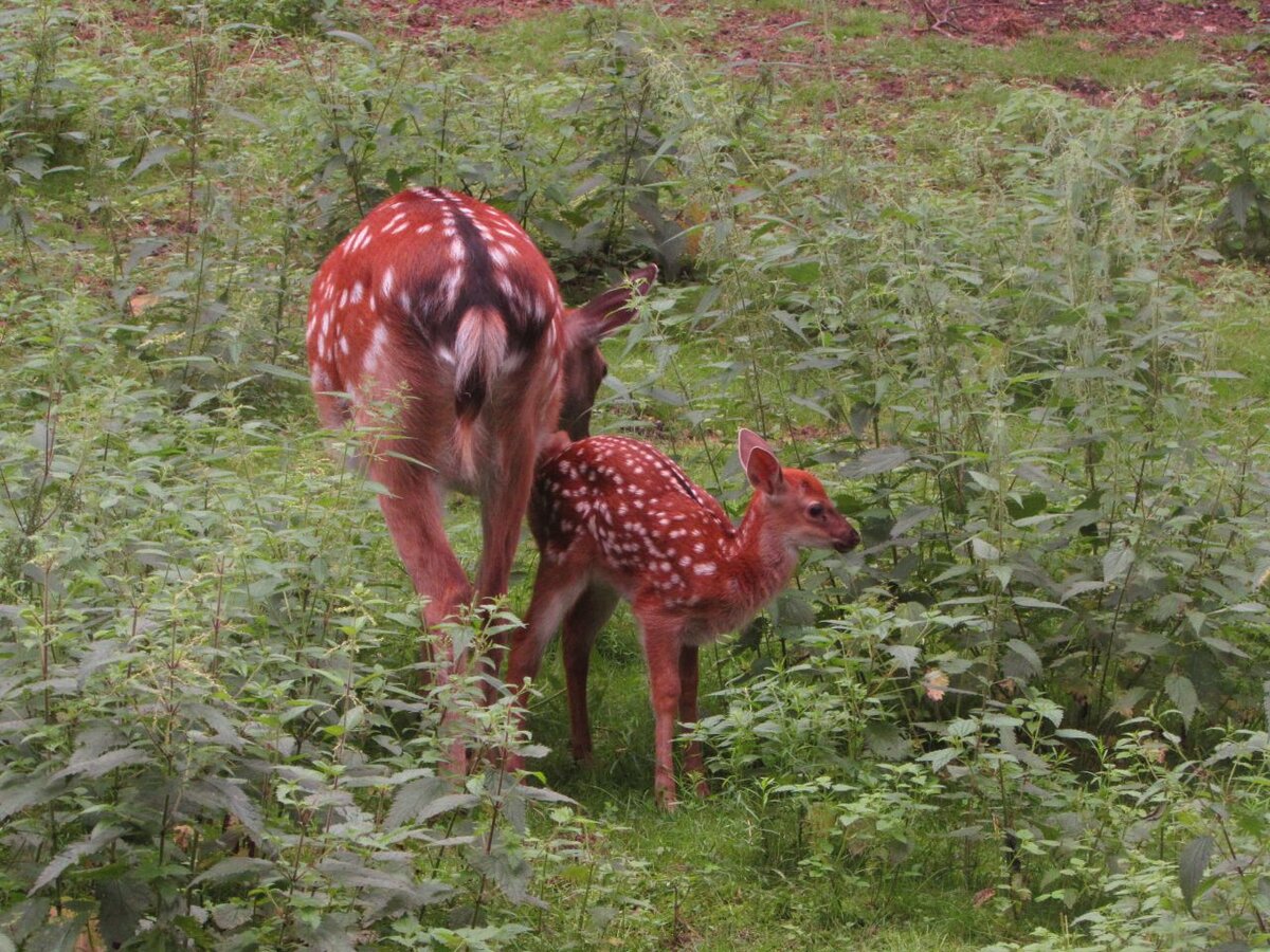 Пятнистые олени в Новосибирском зоопарке, мама с бембиком:)
