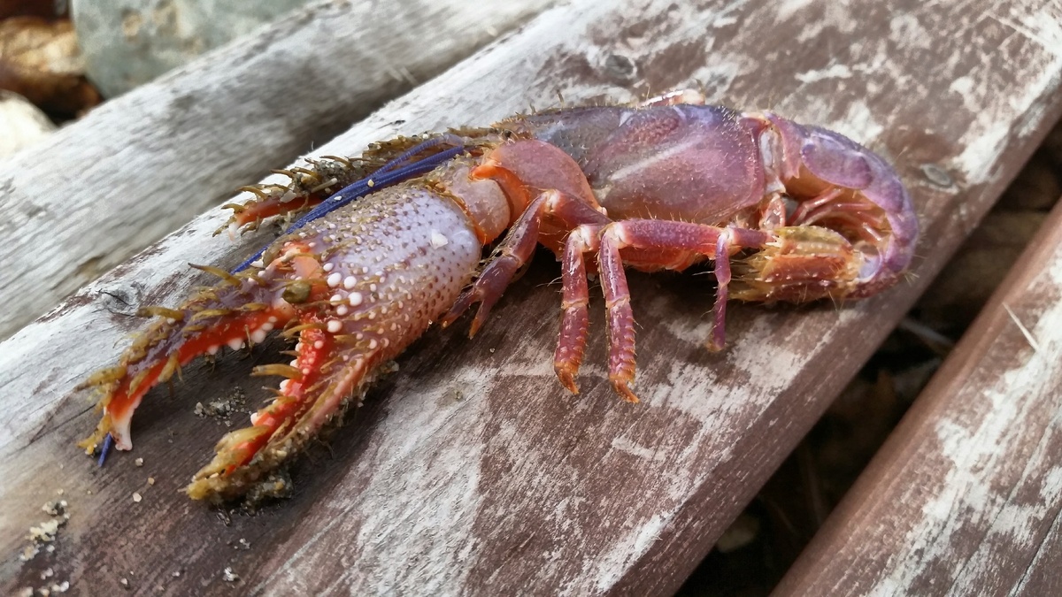 Непонятное существо