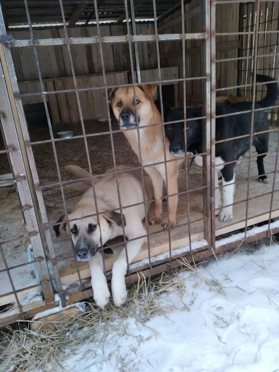 Когда гулять пойдем уже?