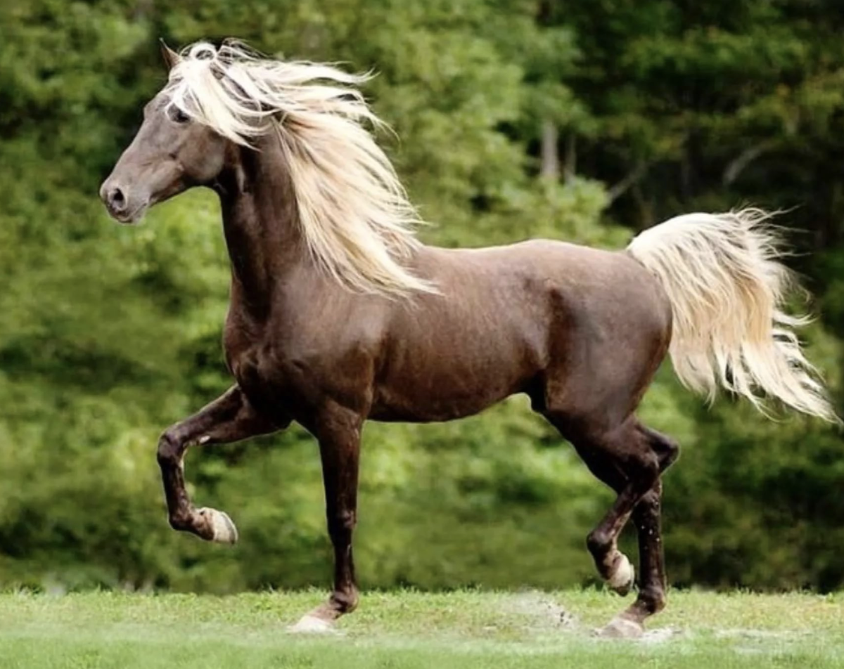Rocky Mountain Horse