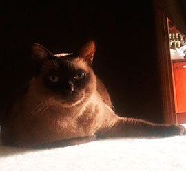 Aldis Ziggy - фото предоставлено владельцем кота