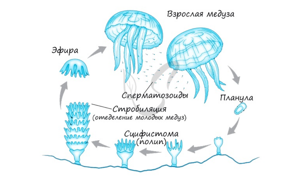 Опасные красавицы морских глубин